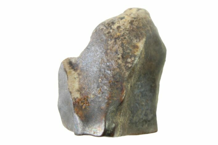 Fossil Dinosaur (Triceratops) Shed Tooth - Montana #339797